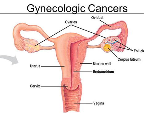 Gynecologist in Nashik | Dr. Himangini Chaudhari | Shree Laxminarayan Hospital